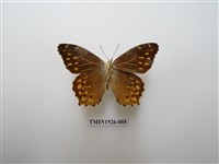 藏品(黃斑蔭眼蝶)的圖片